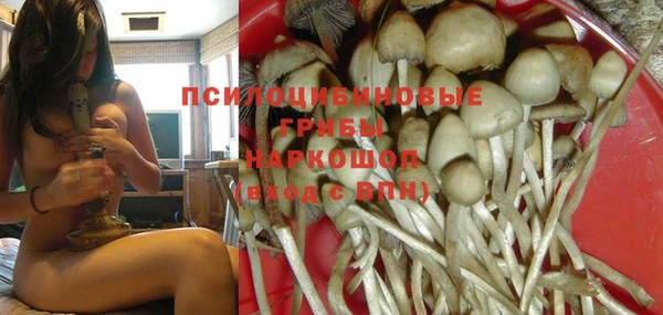прущие грибы Михайлов